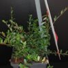 Vaccinum macrocarpon Cranberry, pianta da esterno