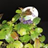 Vaccinum angustifolium  Berrybux, pianta da esterno