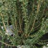 Myrtus communis Tarentina, pianta da esterno