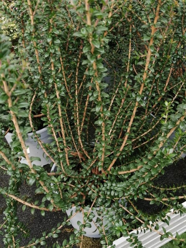 Myrtus communis Tarentina, pianta da esterno