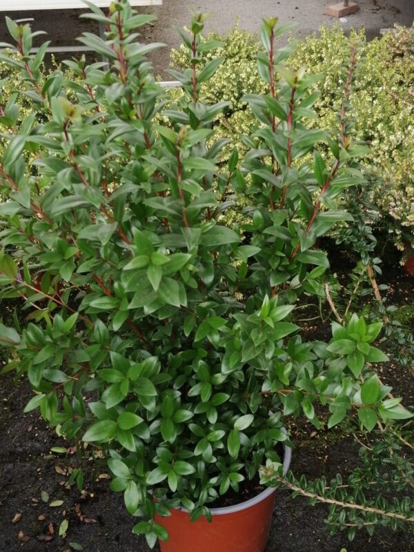 Plectranthus Mont Carbine, foto 18
