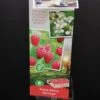 Rubus idaeus Heritage, Lampone, pianta da esterno