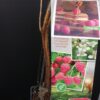 Rubus idaeus Malling Promise, Lampone, pianta da esterno