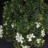 Iberis sempervirens Schleifenblume, pianta da esterno