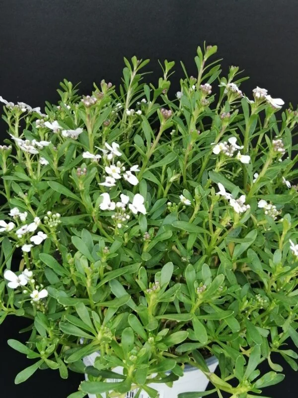 Iberis sempervirens, pianta da esterno