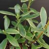 Daphne odora Aureomarginata, pianta da esterno