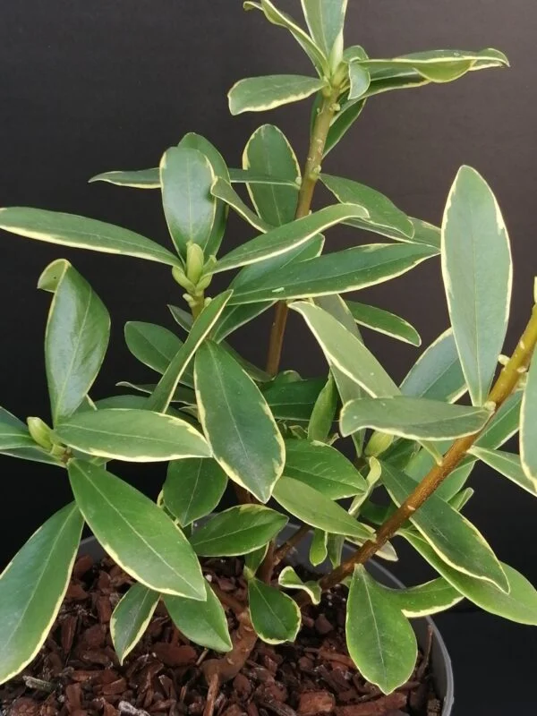Daphne odora Aureomarginata, pianta da esterno