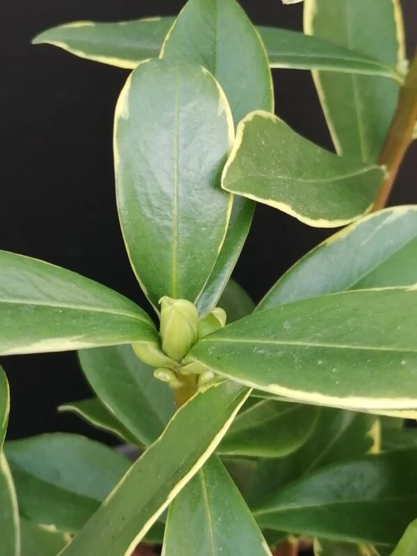 Daphne odora Aureomarginata, foto 2