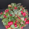 Gaultheria procumbens Big Cherry, pianta da esterno
