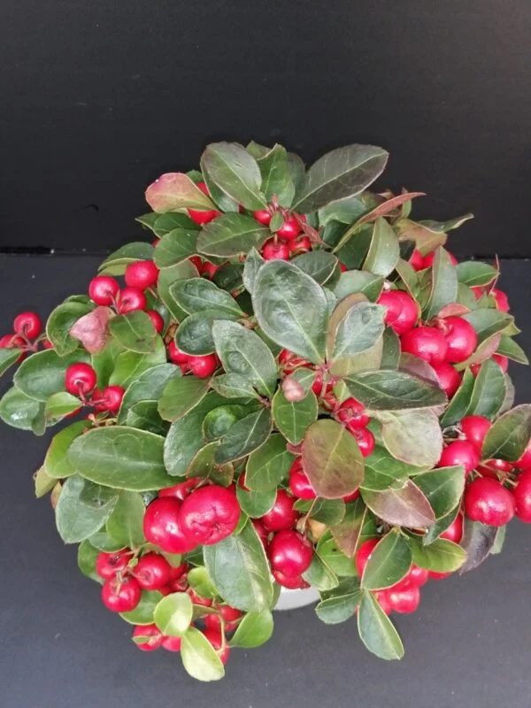 Gaultheria procumbens Big Cherry, pianta da esterno