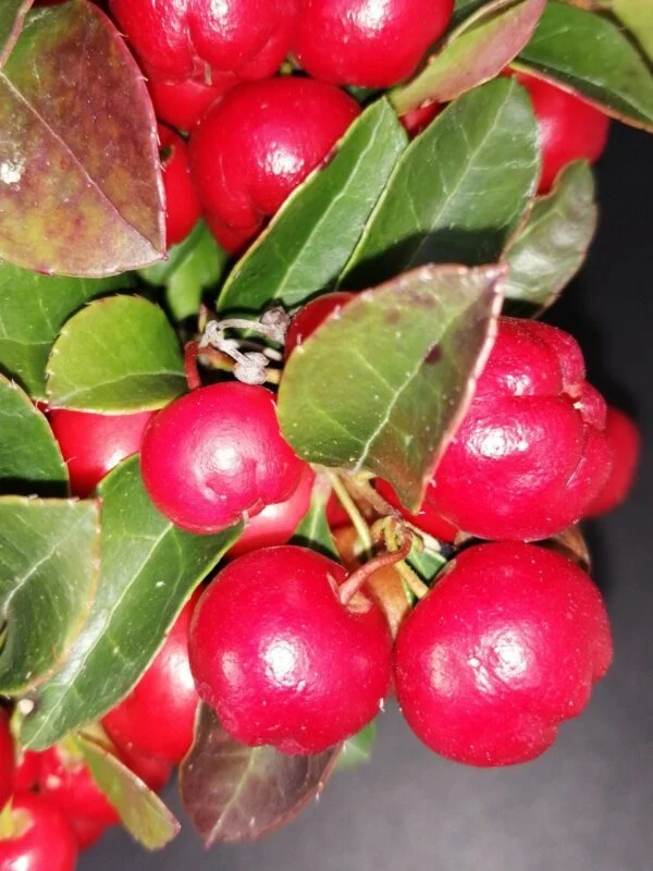 Gaultheria procumbens Big Cherry, foto 2