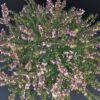Erica darleyensis Red, pianta da esterno
