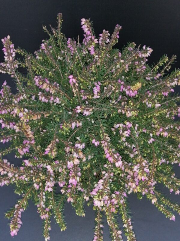 Erica darleyensis Red, pianta da esterno