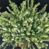 Erica darleyensis White, pianta da esterno
