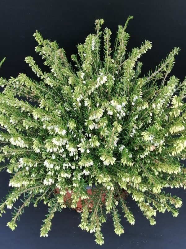 Erica darleyensis White, pianta da esterno