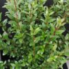 Myrtus communis, pianta da esterno