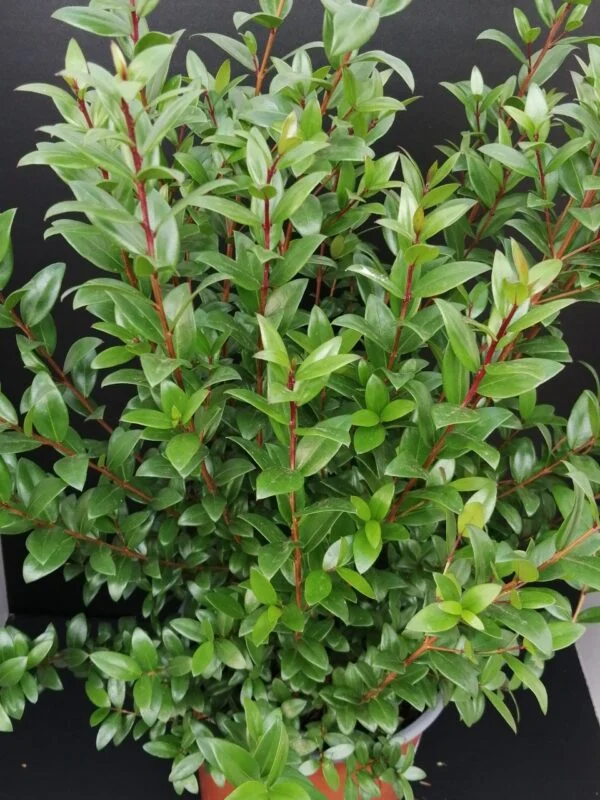 Myrtus communis, pianta da esterno