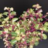 Iresine herbstii aureo reticulata, pianta da esterno