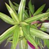 Tradescantia spathacea Cream, pianta da interno