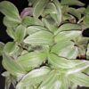 Tradescantia Mini Lilac, pianta da interno