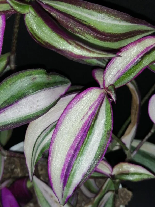 Cyanotis ciliata Hijau Baru, foto 10