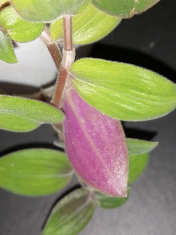 Cyanotis ciliata Hijau Baru, foto 12
