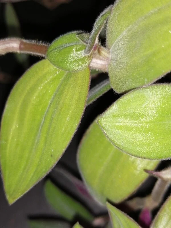 Cyanotis ciliata Hijau Baru, foto 13