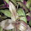 Tradescantia zebrina Red Gem, pianta da interno