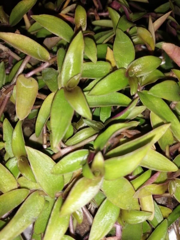 Belosynapsis kawakamii, foto 2
