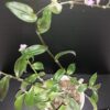 Tradescantia Stanley, pianta da interno