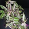 Cyanotis ciliata Hijau Baru, foto 19