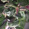Geogenanthus ciliatus Midnight Pearl, pianta da interno