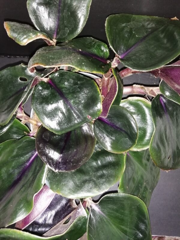 Geogenanthus ciliatus Midnight Pearl, pianta da interno