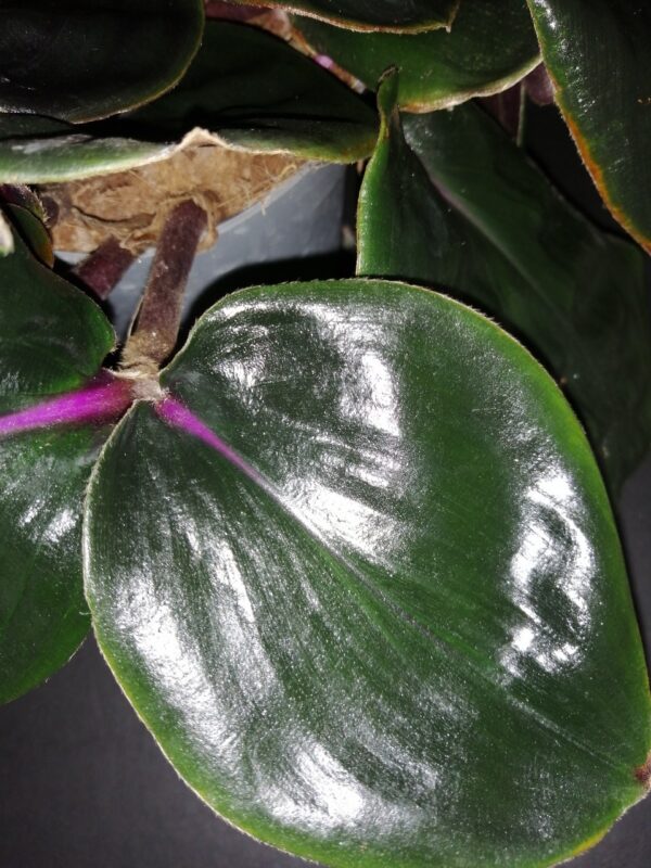 Geogenanthus ciliatus Midnight Pearl, foto 3