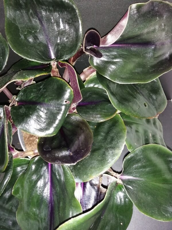 Geogenanthus ciliatus Midnight Pearl, foto 4