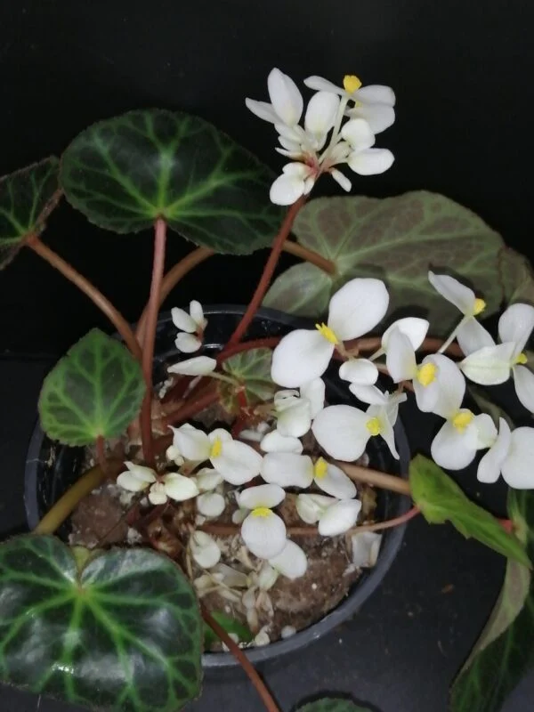 Tradescantia aracnoidea Tampicana, Cyanotis aracnoidea Tampicana, foto 5