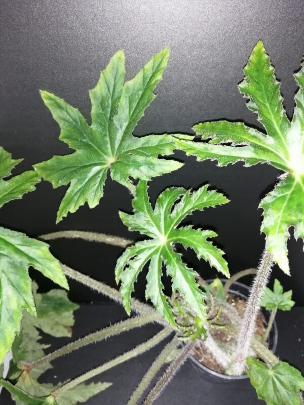 Tradescantia aracnoidea Tampicana, Cyanotis aracnoidea Tampicana, foto 6