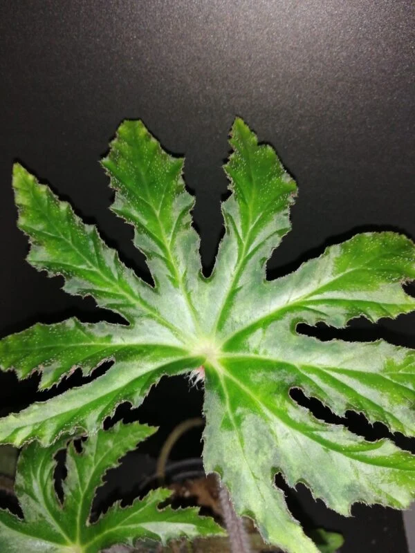 Tradescantia aracnoidea Tampicana, Cyanotis aracnoidea Tampicana, foto 7