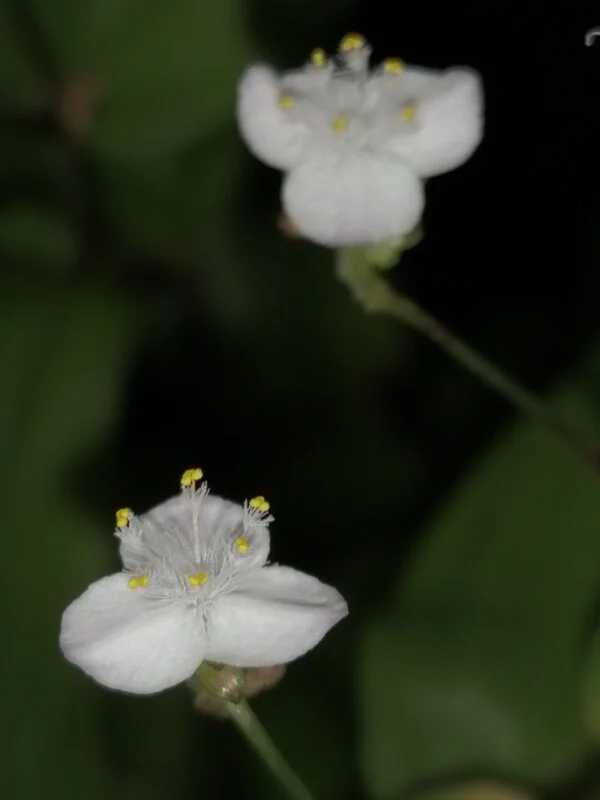 Tradescantia aracnoidea Tampicana, Cyanotis aracnoidea Tampicana, foto 15