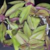 Tradescantia aracnoidea Tampicana, Cyanotis aracnoidea Tampicana, foto 17