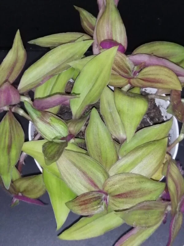 Tradescantia aracnoidea Tampicana, Cyanotis aracnoidea Tampicana, foto 17