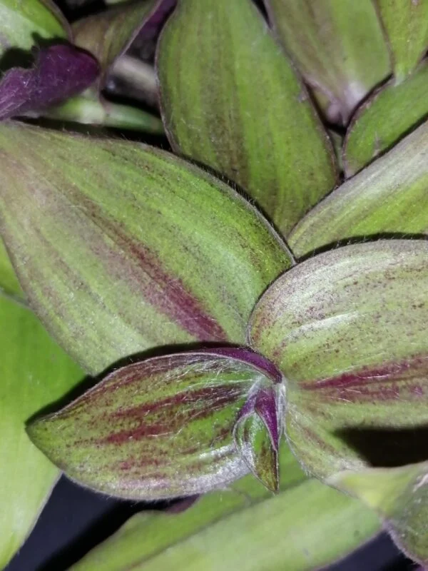 Tradescantia aracnoidea Tampicana, Cyanotis aracnoidea Tampicana, foto 18