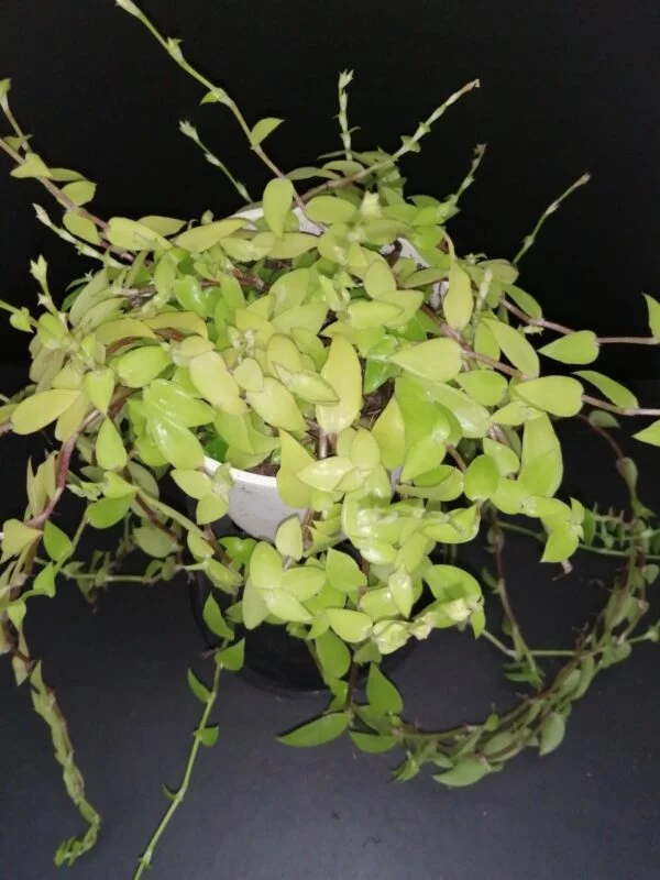 Callisia repens Longifolia, pianta da interno