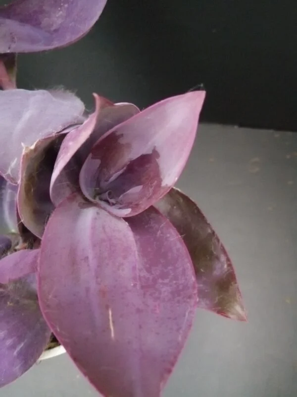 Tradescantia pallida Kartuz Giant, sin. Biltmore Estate, foto 2