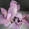 Tradescantia pallida Kartuz Giant, sin. Biltmore Estate, pianta da interno