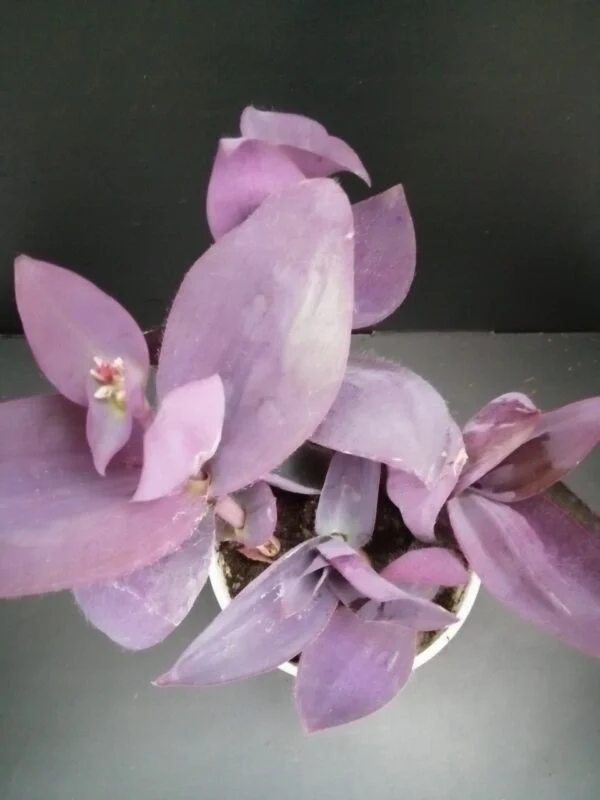 Tradescantia pallida Kartuz Giant, sin. Biltmore Estate, pianta da interno