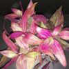 Tradescantia zebrina discolor MMe Lequesne, pianta da interno