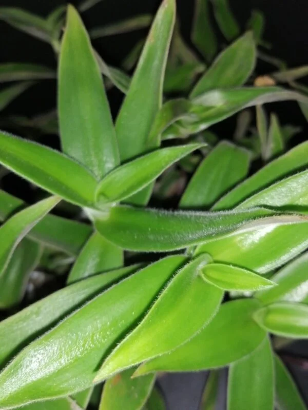 Cyanotis speciosa, foto 2