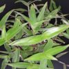 Cyanotis speciosa, pianta da interno