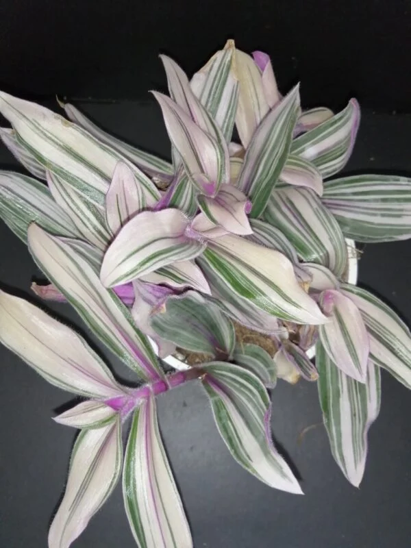 Tradescantia aracnoidea Tampicana, Cyanotis aracnoidea Tampicana, foto 34